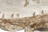 Fossil Mosasaur (Tethysaurus) Jaw - Asfla, Morocco #225273-3
